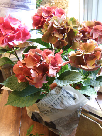 アンティーク紫陽花(あじさい)
