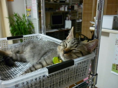 ニノちゃん2か月