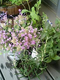 20060716_31424.jpg