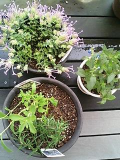 20060716_31852.jpg