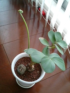 20060731_48420.jpg