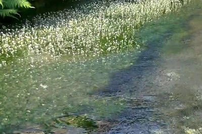 醒井の地蔵川の梅花藻
