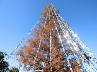 滋賀県守山市の中洲小学校のメタセコイヤのクリスマスツリーがギネス世界記録