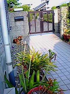 番犬になりません
