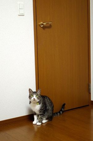 ドアを開ける猫