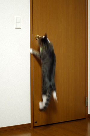ドアを開ける猫