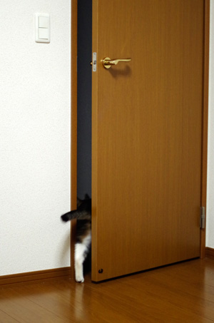 ドアを開ける猫