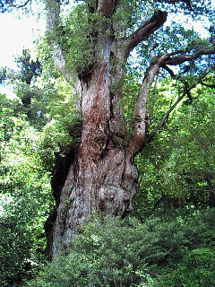 縄文杉