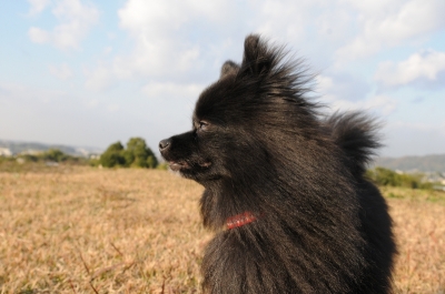 KIKI