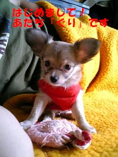 みなしゃん、こんにちはでちゅ(☆∀☆)