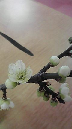 2009020612360000.jpg