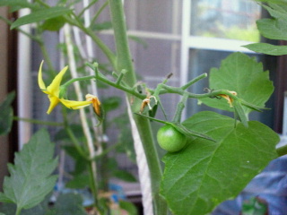 ６月２４日のミニトマト 袋栽培でベランダ菜園はじめました