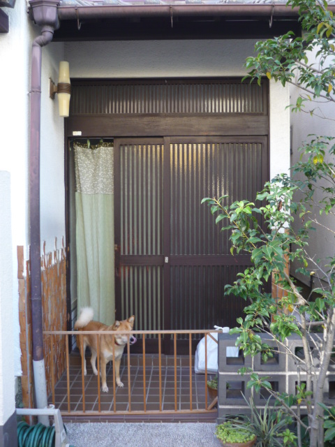 改装前の玄関とうめちゃん