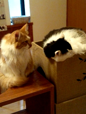 (株)建築士事務所民家 猫カフェ猫の箱の画像