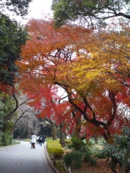 紅と黄色☆16-12-13