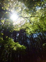 愛鷹山、杉林☆18-4-28
