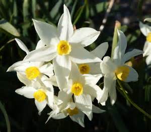 水仙の花.jpg