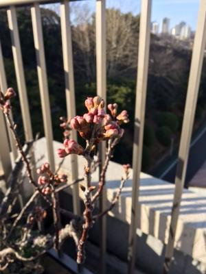 桜の色づき.JPG