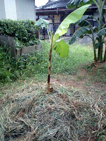 新しいバナナの苗を購入しました。 | 上羽たたみ店のブログ