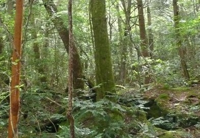 樹海