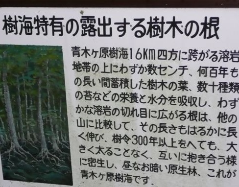 樹海説明