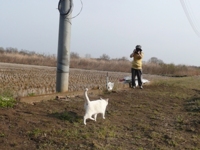 猫を撮る