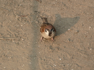 すずめ