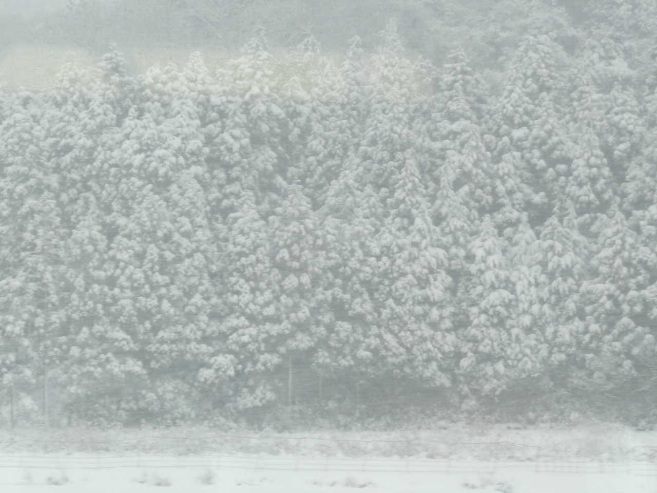 森 雪