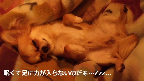 ÀÄ¿¹¸¤¥Á¥ï¥ïÃݴݤΥ»¥¯¥·¡¼¥Ý¡¼¥º