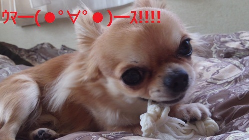 ÀÄ¿¹¸¤¥Á¥ï¥ïÃÝ´Ý¡¢¸¤ÍÑ¥¬¥à¤ò¿©¤Ù¤ë£±