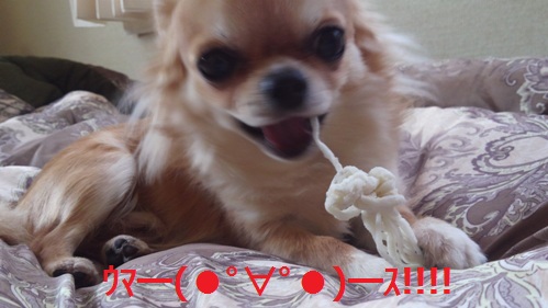 ÀÄ¿¹¸¤¥Á¥ï¥ïÃÝ´Ý¡¢¸¤ÍÑ¥¬¥à¤ò¿©¤Ù¤ë£²