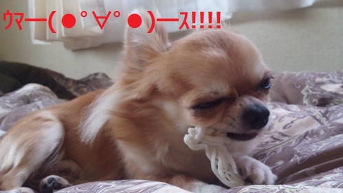 ÀÄ¿¹¸¤¥Á¥ï¥ïÃÝ´Ý¡¢¸¤ÍÑ¥¬¥à¤ò¿©¤Ù¤ë£³