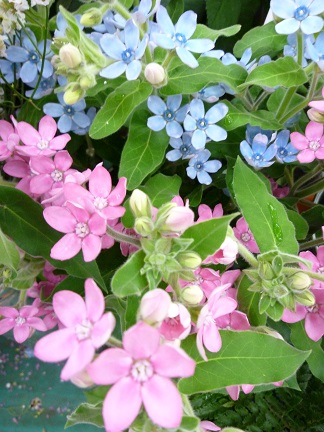 旬な季節の青い花 ピンクの花 須坂市 花のミヤザキ 花彩色 はないろいろ
