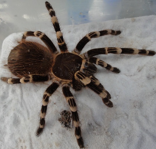 ブラジリアンブラックの飼育・毒?寿命?必要なもの?飼い方