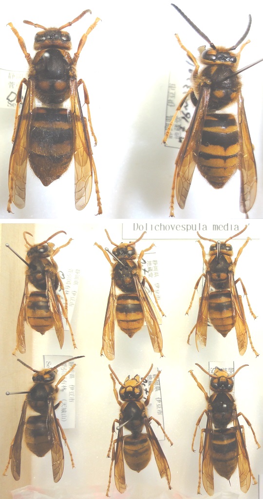 スズメバチいろいろ | 萌萌虫雑記帳 スズメバチいろいろ | 萌萌虫雑記帳