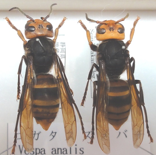 即決 昆虫学、Incect 1980年『社会性ハチ Social Wasps』ハチ目