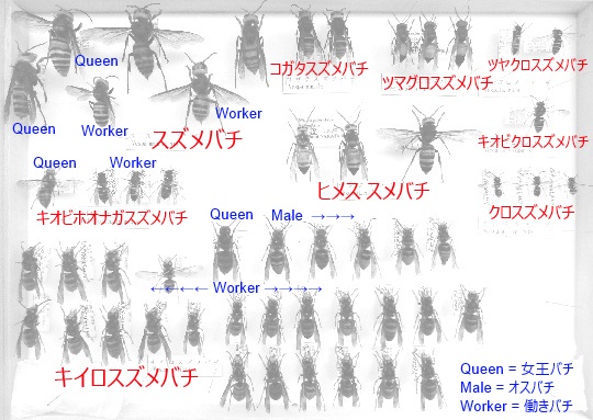 スズメバチいろいろ | 萌萌虫雑記帳 スズメバチいろいろ | 萌萌虫雑記帳