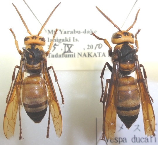 スズメバチいろいろ | 萌萌虫雑記帳 スズメバチいろいろ | 萌萌虫雑記帳