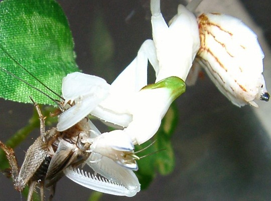 ハナカマキリ 萌萌虫雑記帳