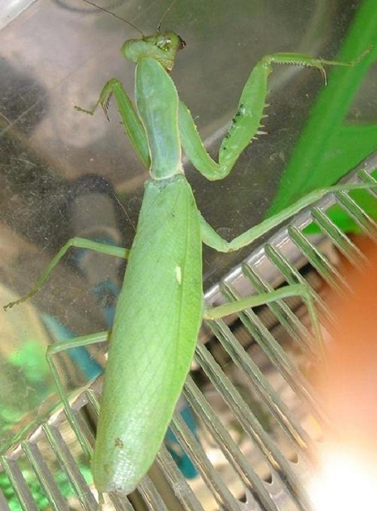 ハラビロカマキリ 萌萌虫雑記帳