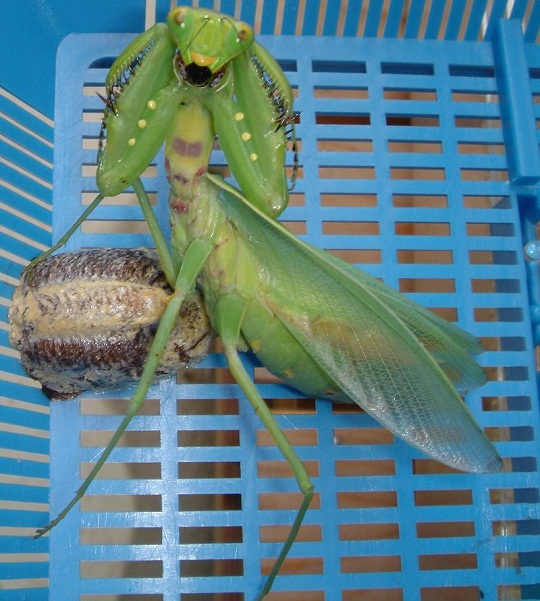 ハラビロカマキリ 萌萌虫雑記帳