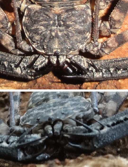 ウデムシ タンザニア バンデッド