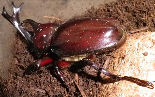 カブトムシ4 | 萌萌虫雑記帳