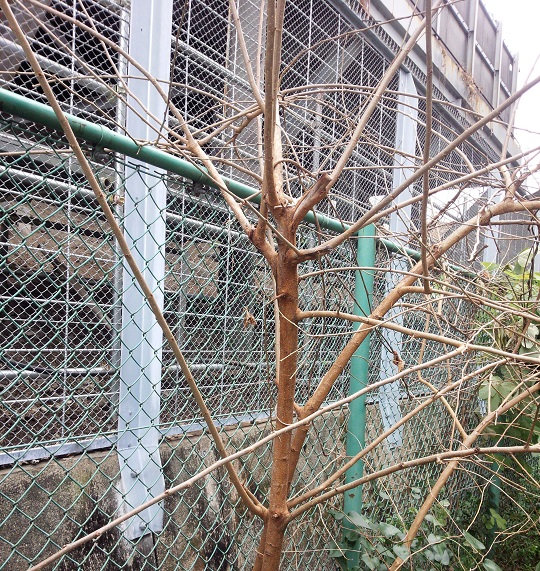 クワ01.jpg