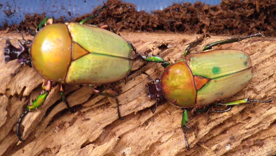 Insect-Sale.com 世界の昆虫販売ネット - Compsocephalus