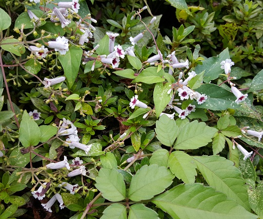 小鳥（山ぶどう） ワイヤークラフト 蔓植物 半立体 蔓の実