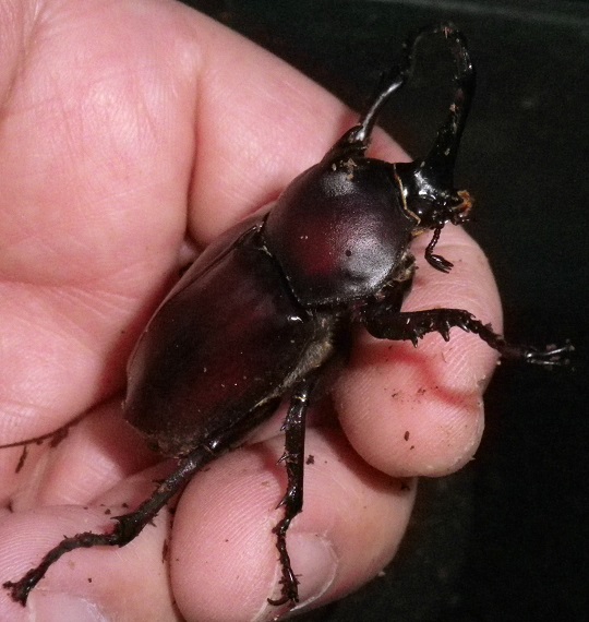 カブトムシ12 | 萌萌虫雑記帳