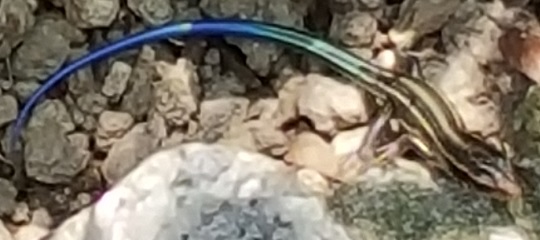 ニホントカゲ2 | 萌萌虫雑記帳