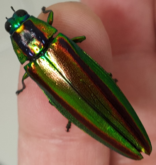 外産タマムシ Buprestidae of the World - Insect Islands 〜南