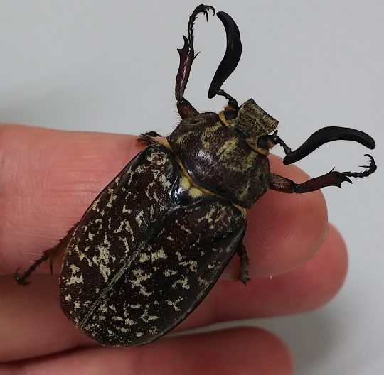 お買得限定品☆夏売れ筋 アフリカのエンマコガネ3 .Proagoderus
